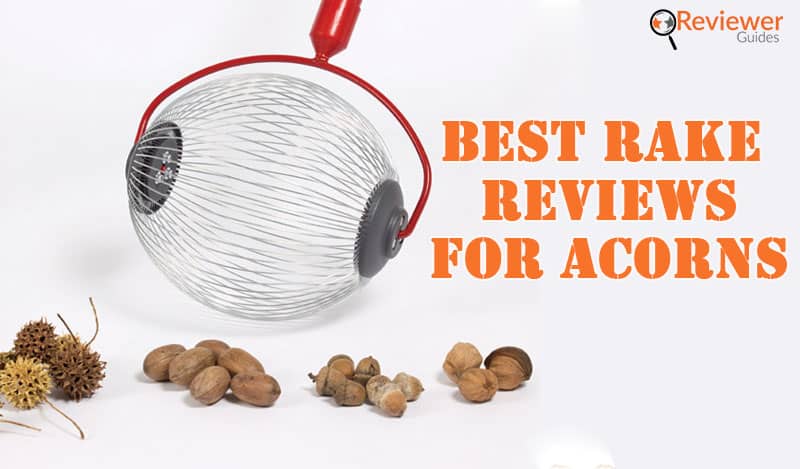 Best rake reviews for acorns